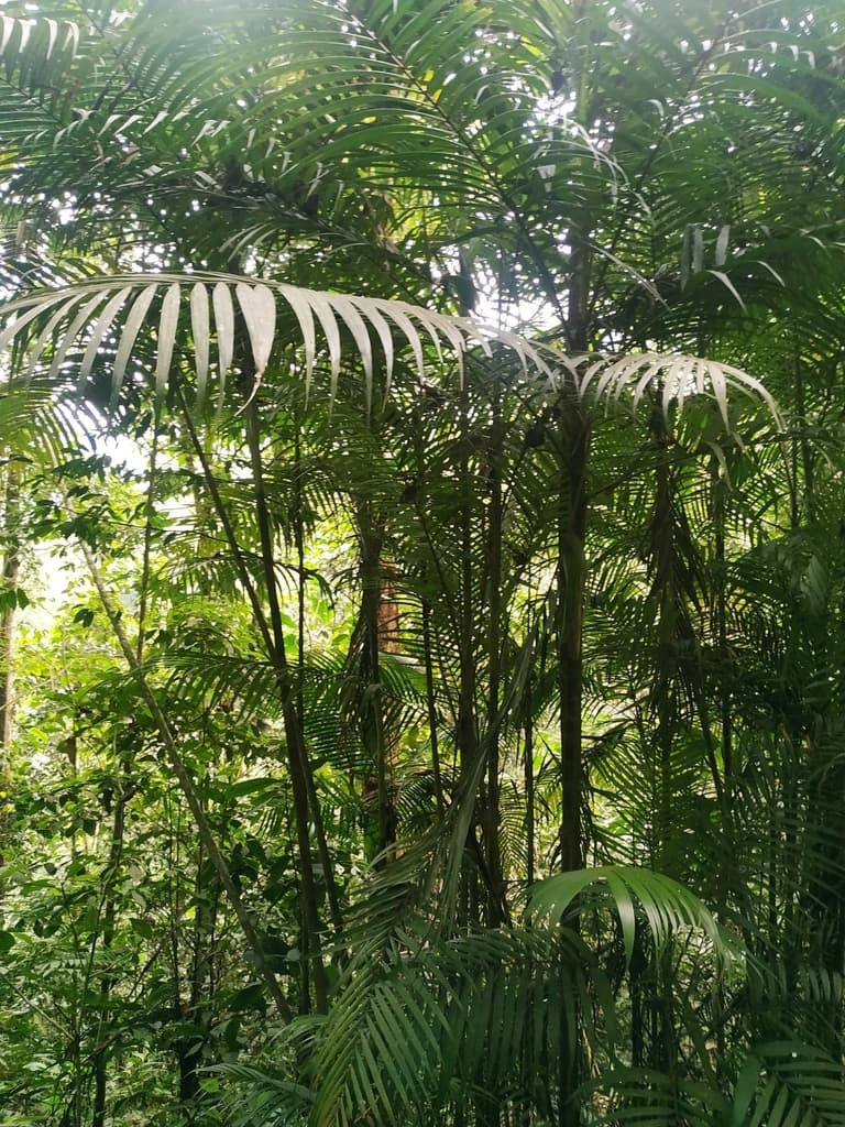 Botanical specimen of Chamaedorea Hooperiana.