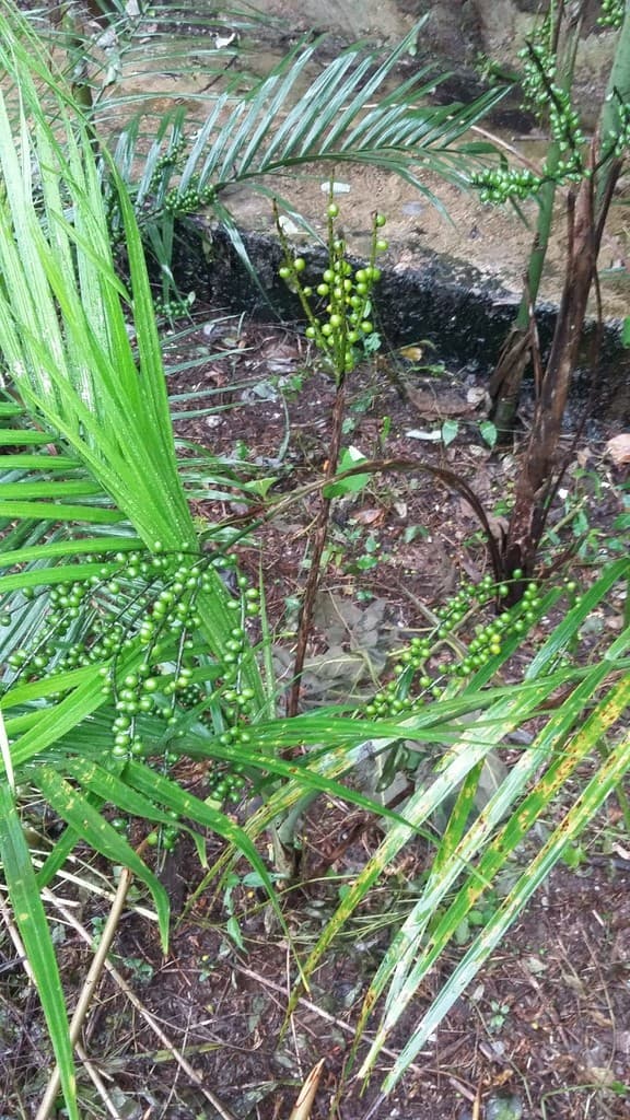 Botanical specimen of Chamaedorea Radicalis.