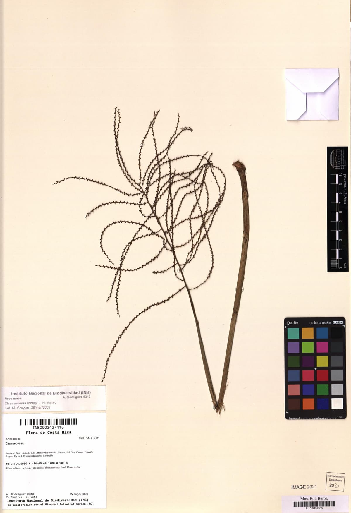 Botanical specimen of Chamaedorea Scheryi.