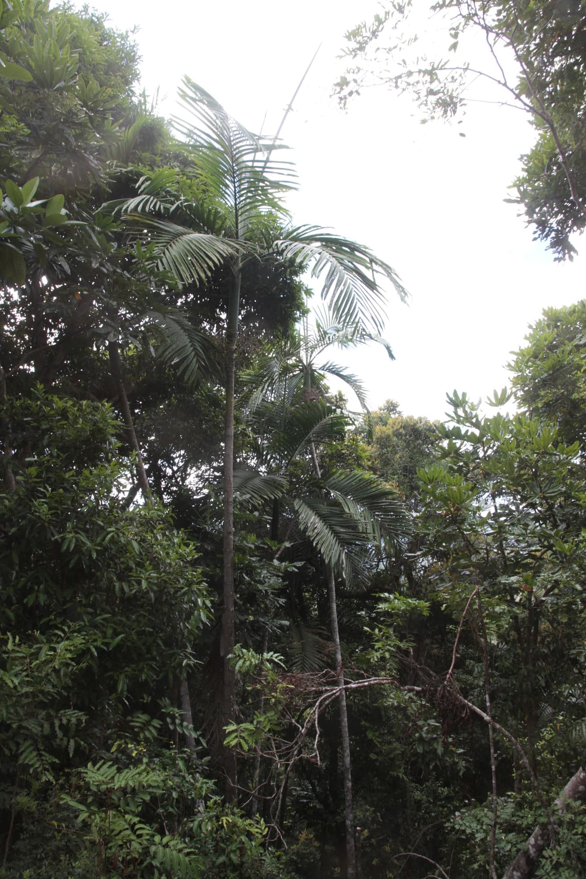 Botanical specimen of Chambeyronia Macrocarpa Var. 'Waterm.