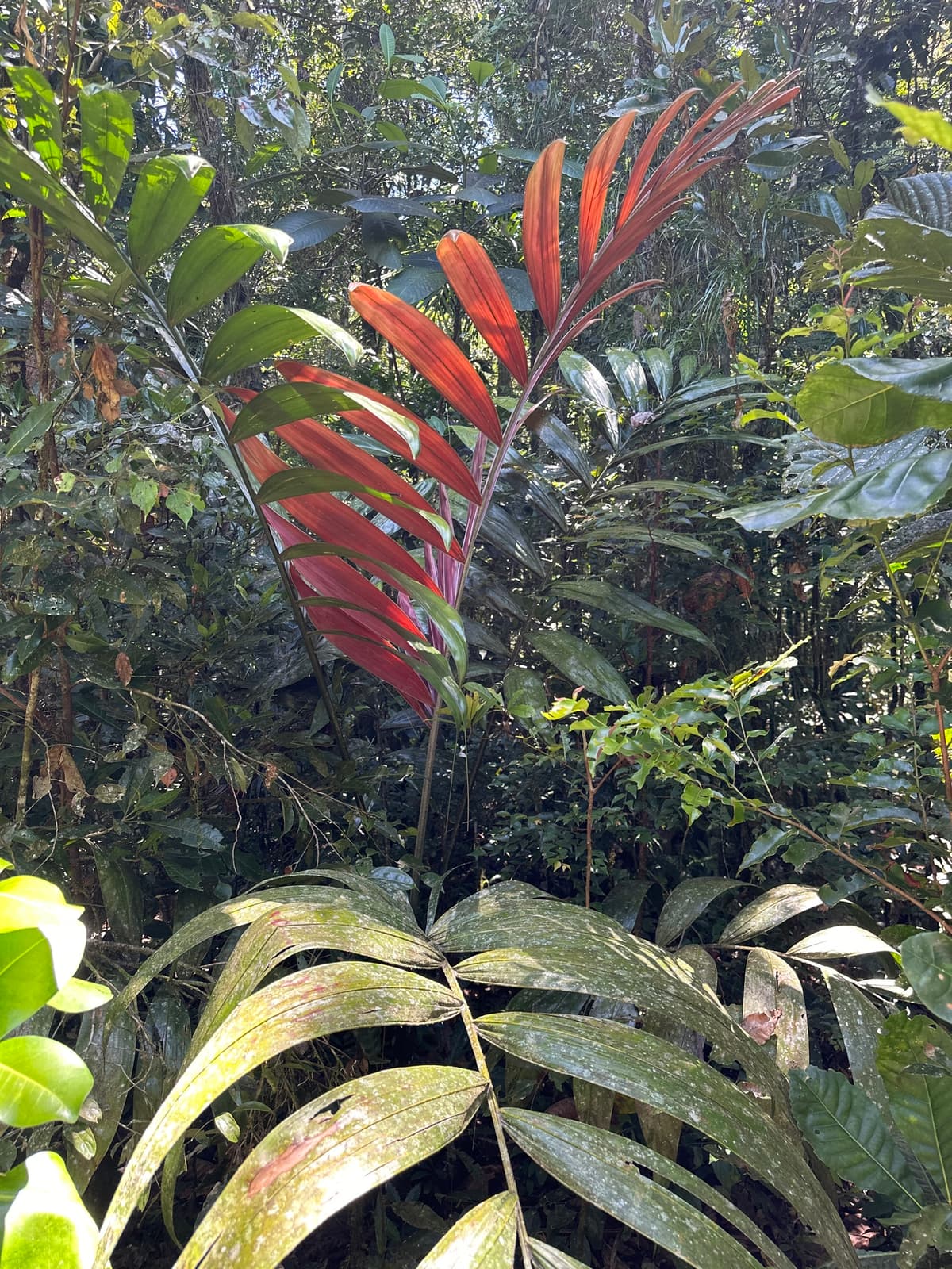 Botanical specimen of Chambeyronia Macrocarpa Var. 'Waterm.