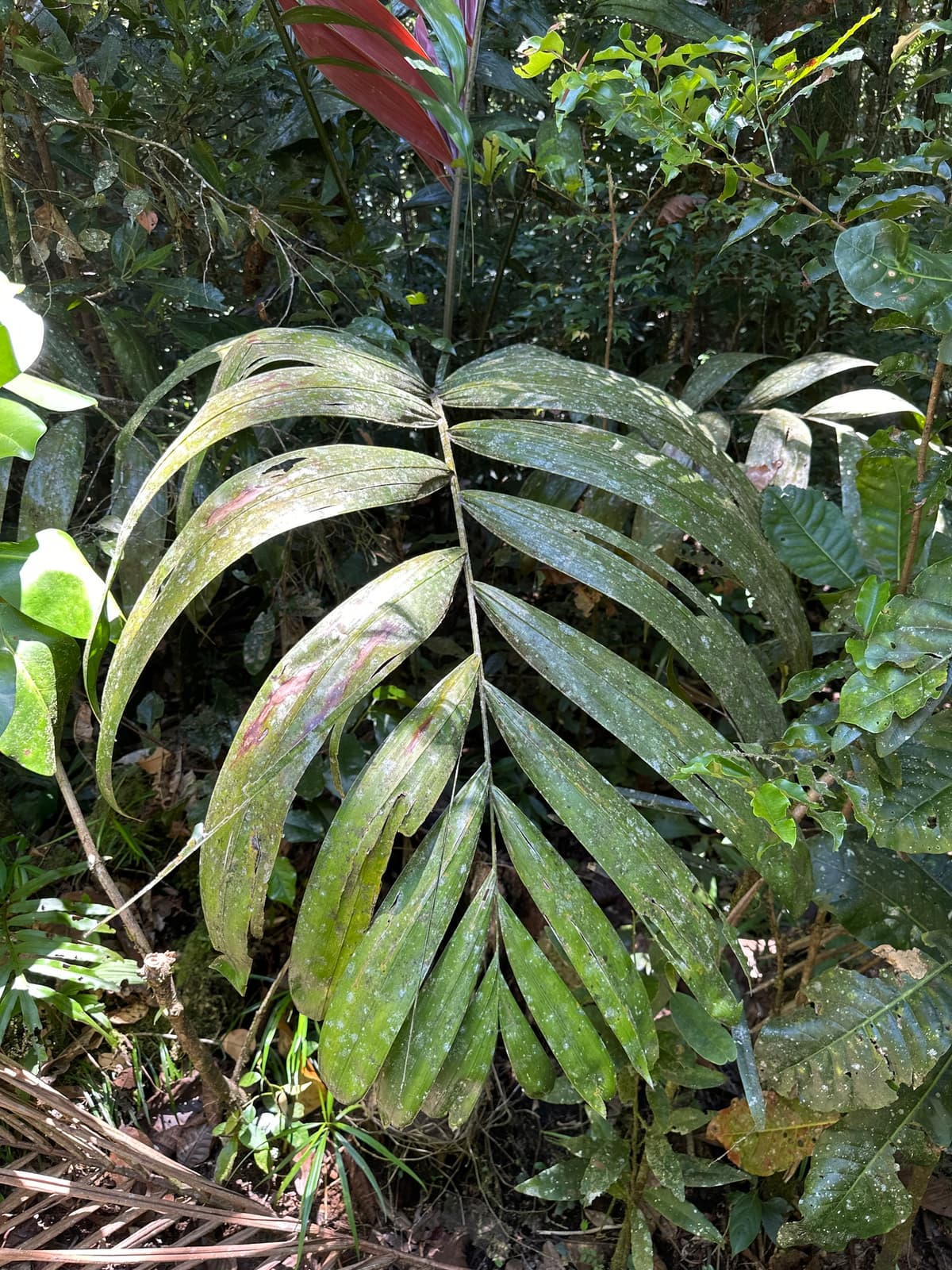 Botanical specimen of Chambeyronia Macrocarpa Var. 'Waterm.