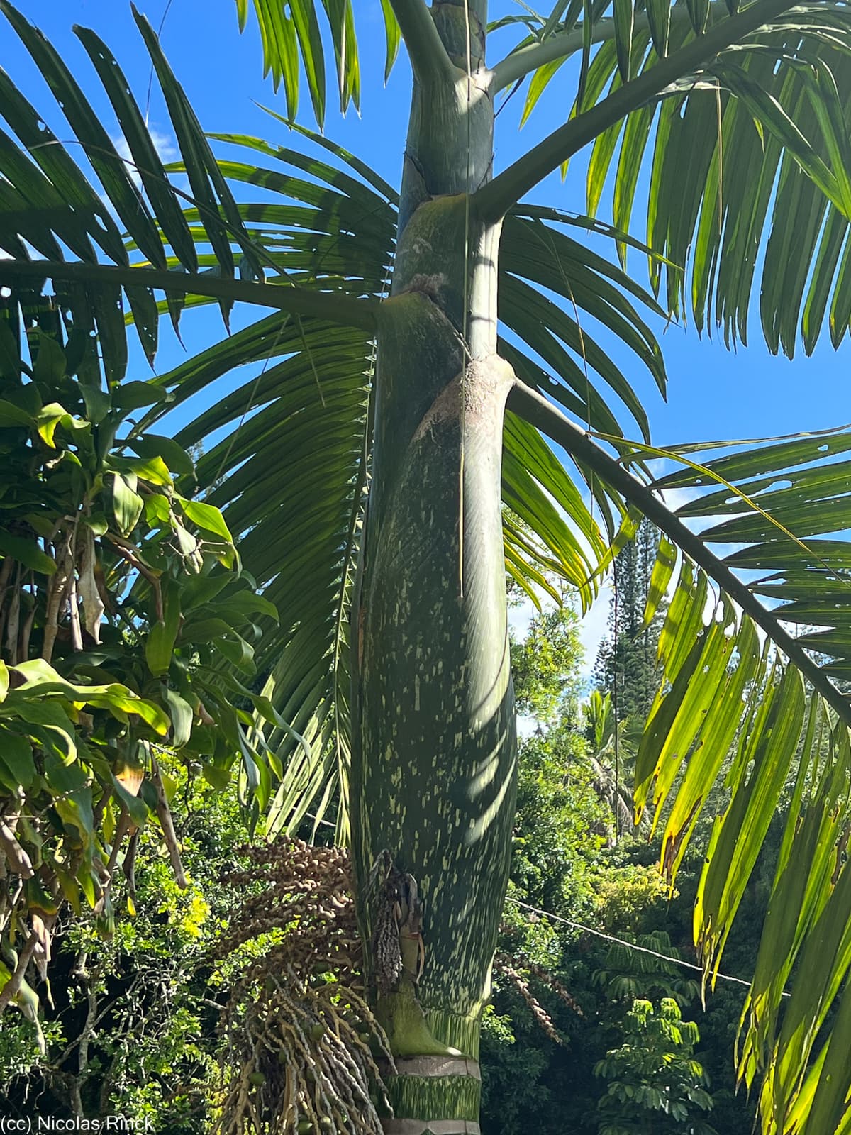 Botanical specimen of Chambeyronia Macrocarpa Var. 'Waterm.