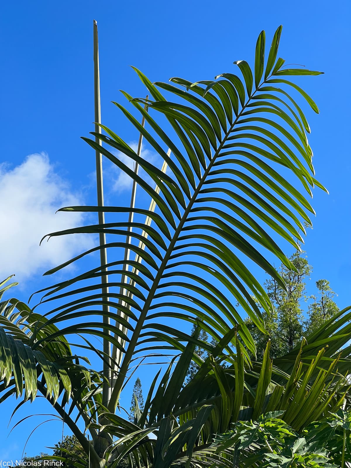 Botanical specimen of Chambeyronia Macrocarpa Var. 'Waterm.