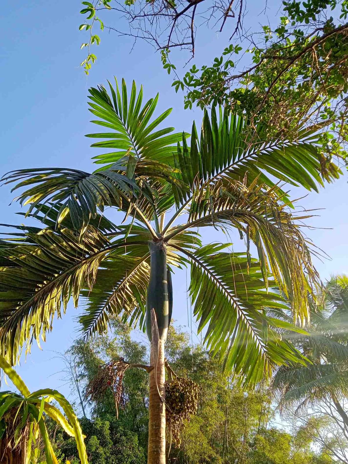 Botanical specimen of Chambeyronia Macrocarpa Var. 'Waterm.