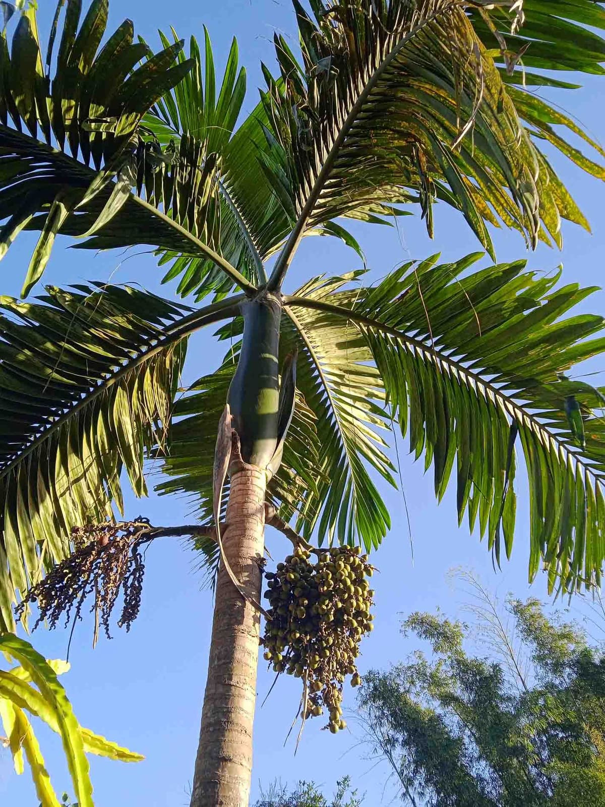 Botanical specimen of Chambeyronia Macrocarpa Var. 'Waterm.