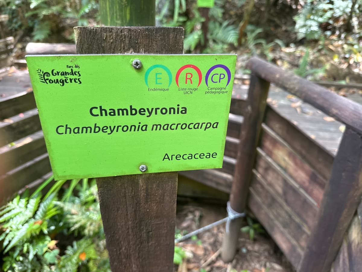 Botanical specimen of Chambeyronia Macrocarpa Var. 'Waterm.