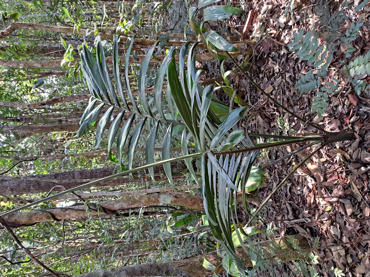Botanical specimen of Chambeyronia Macrocarpa Var. 'Waterm.