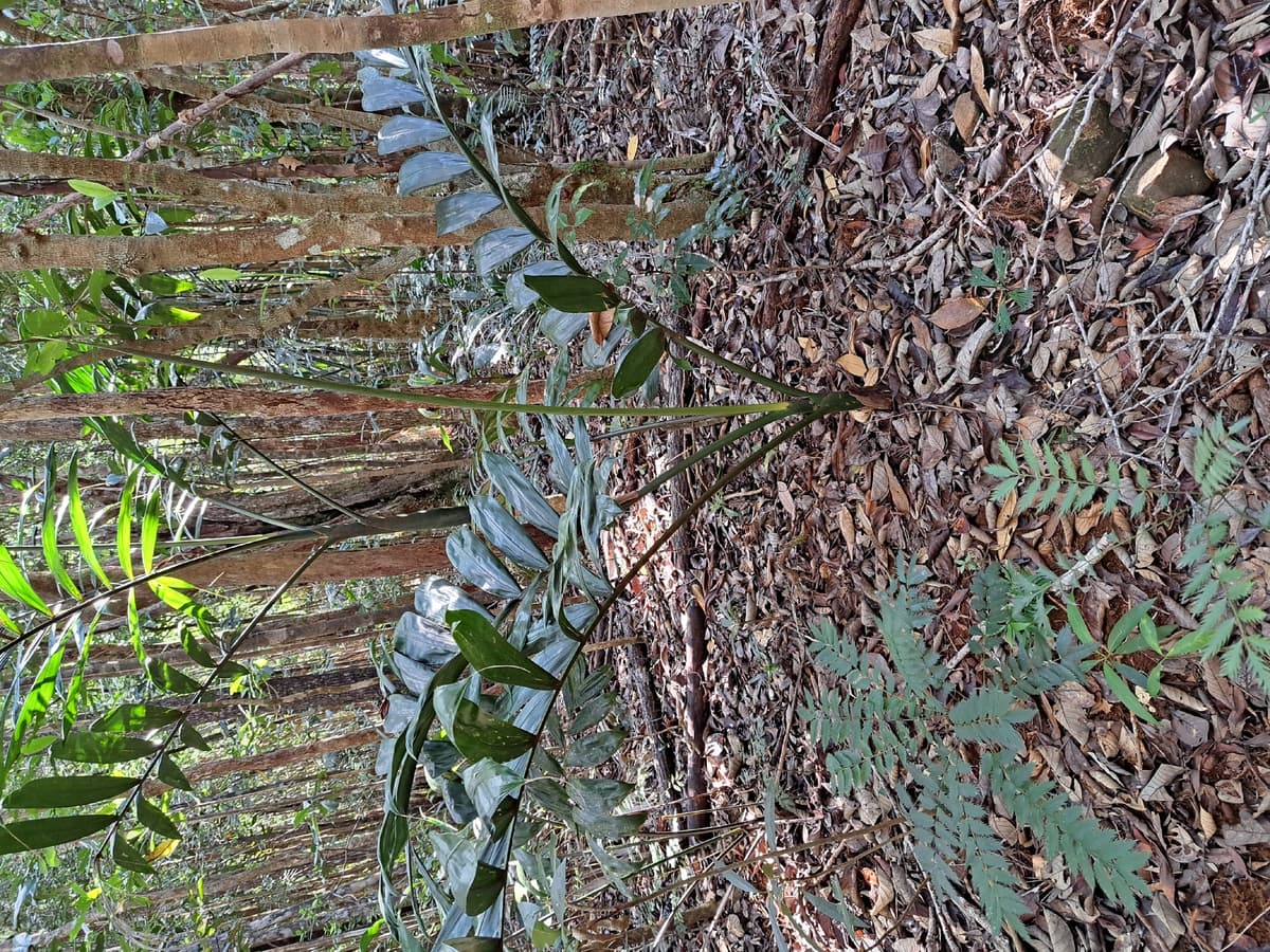 Botanical specimen of Chambeyronia Macrocarpa Var. 'Waterm.