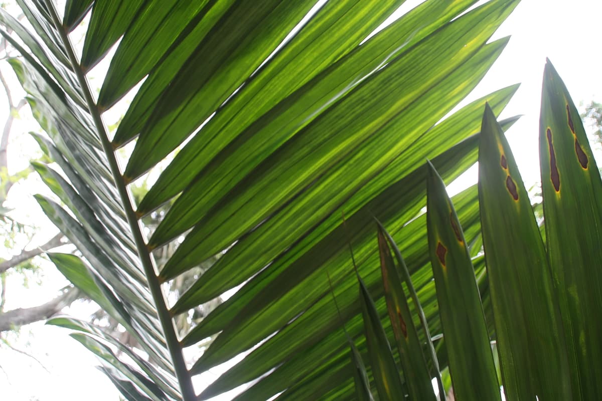 Botanical specimen of Chambeyronia Sp. 'Houailou'.