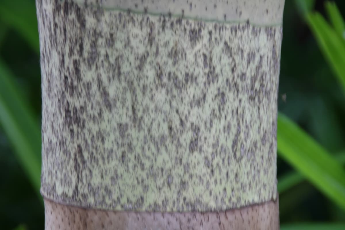 Botanical specimen of Chambeyronia Sp. 'Houailou'.