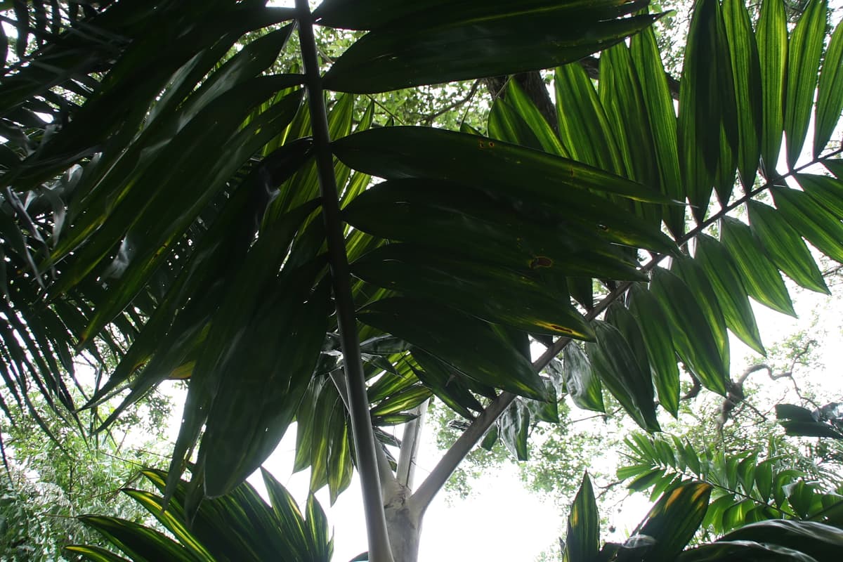 Botanical specimen of Chambeyronia Sp. 'Houailou'.