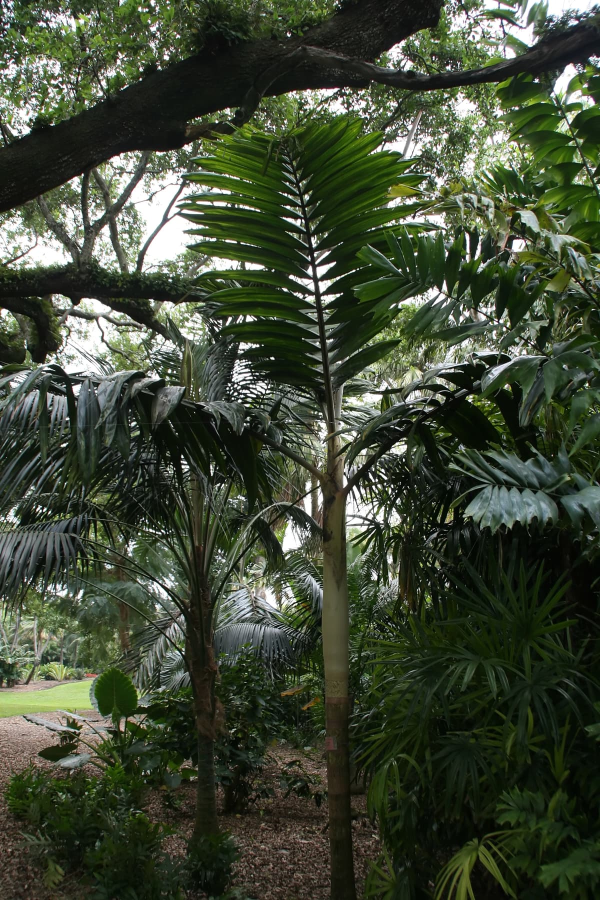 Botanical specimen of Chambeyronia Sp. 'Houailou'.