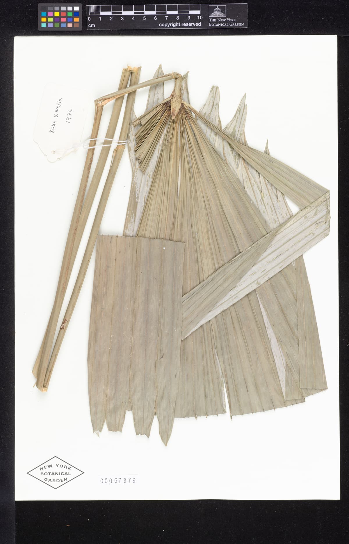 Botanical specimen of Chelyocarpus Repens.