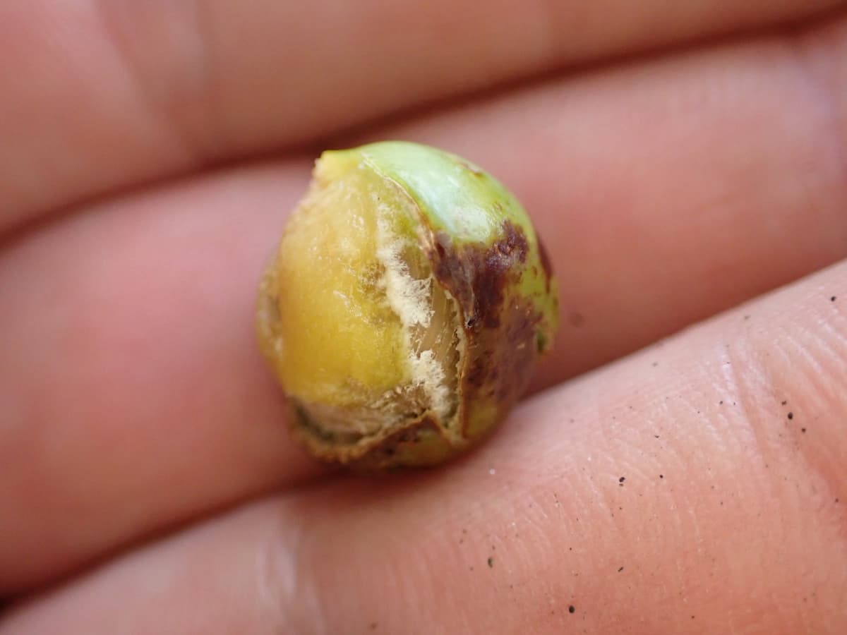 Botanical specimen of Chrysalidocarpus Decipiens.