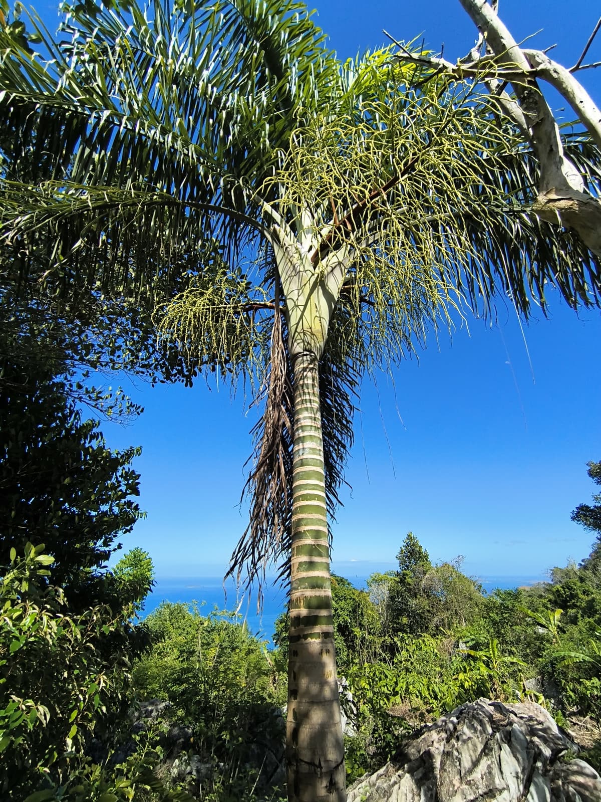 Botanical specimen of Chrysalidocarpus Madagascariensis.