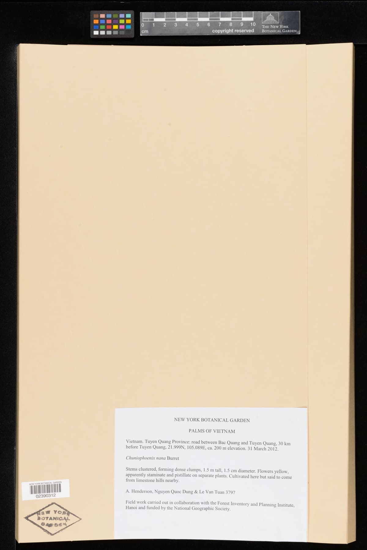 Botanical specimen of Chuniophoenix Humilis.