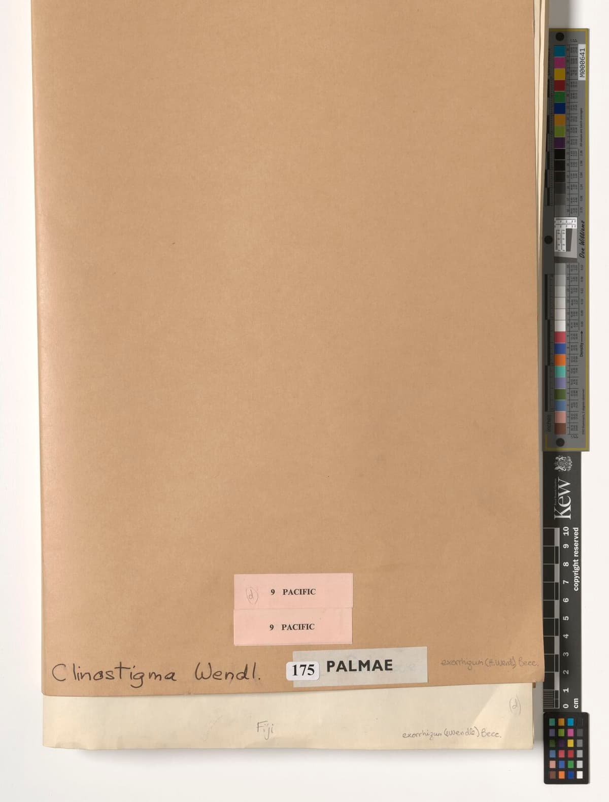 Botanical specimen of Clinostigma Exorrhizum.