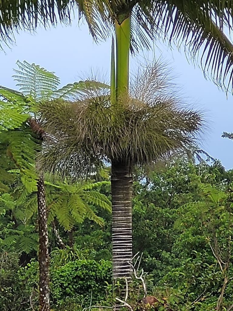Botanical specimen of Clinostigma Warburgii.