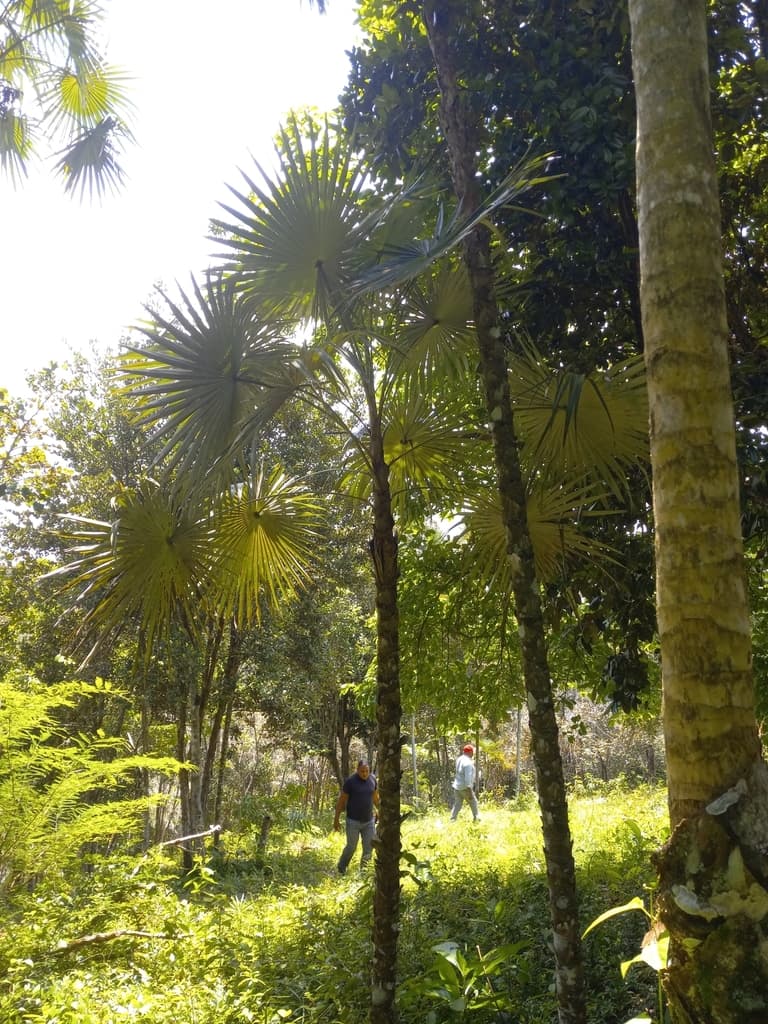 Botanical specimen of Coccothrinax Argentea.
