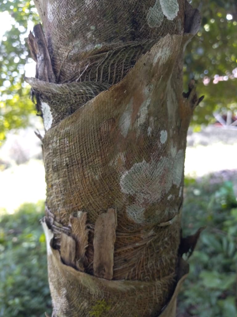 Botanical specimen of Coccothrinax Argentea.