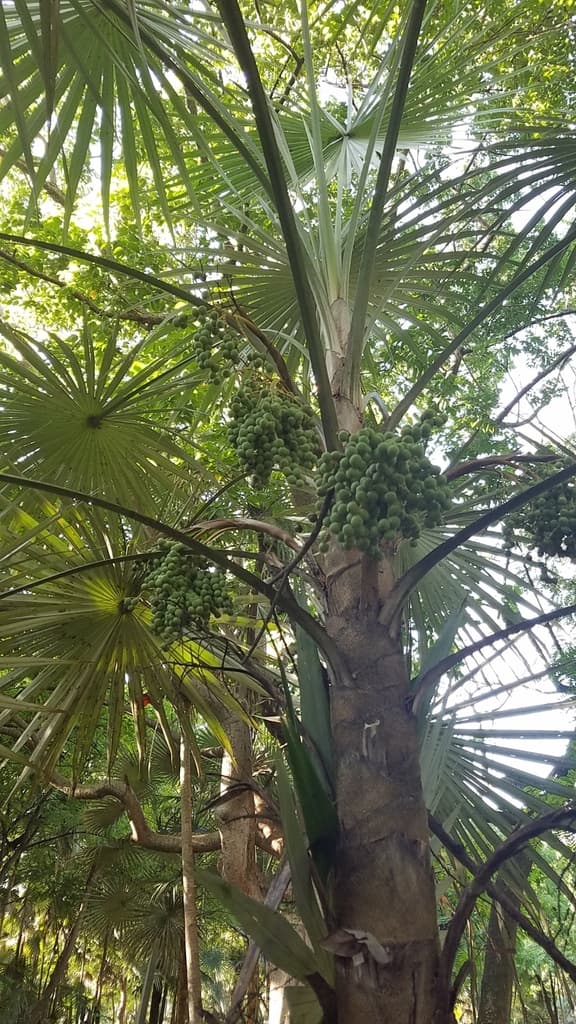 Botanical specimen of Coccothrinax Argentea.