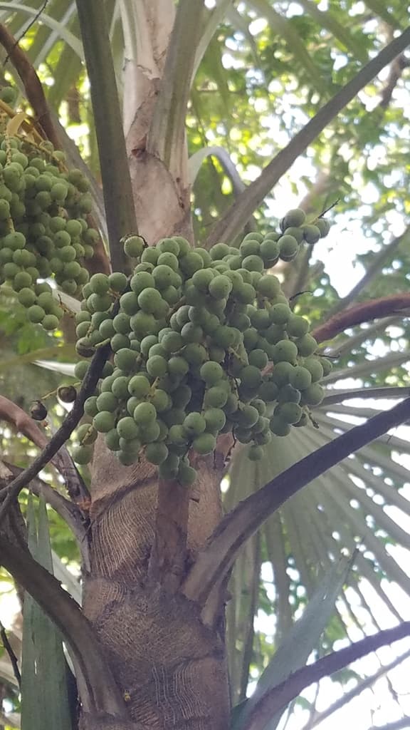 Botanical specimen of Coccothrinax Argentea.