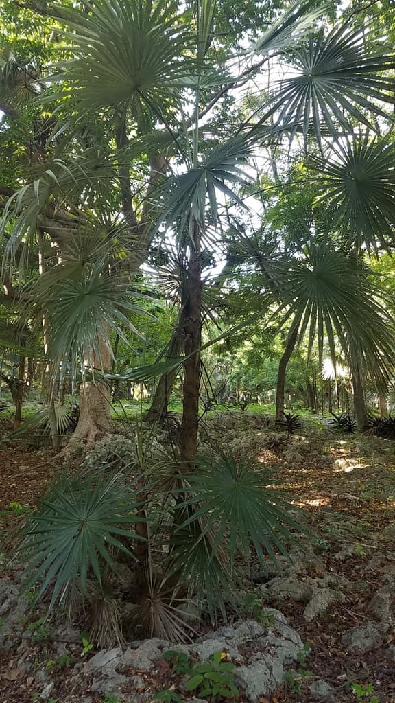 Botanical specimen of Coccothrinax Argentea.