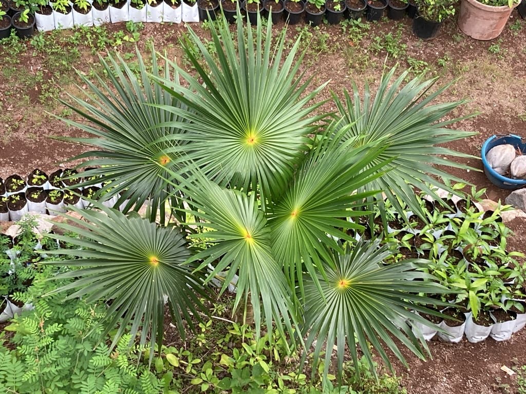 Botanical specimen of Coccothrinax Barbadensis.