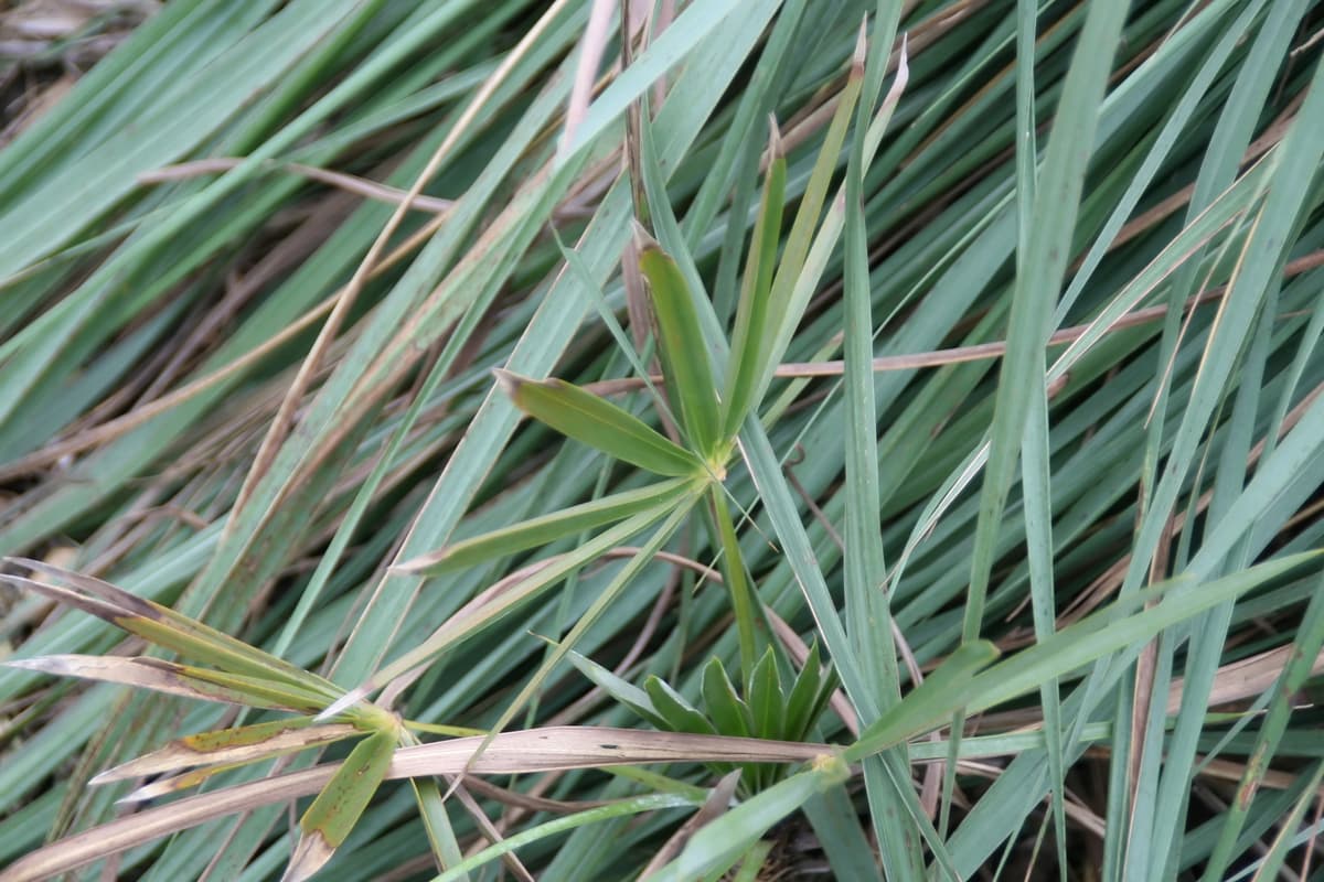Botanical specimen of Coccothrinax Ekmanii.