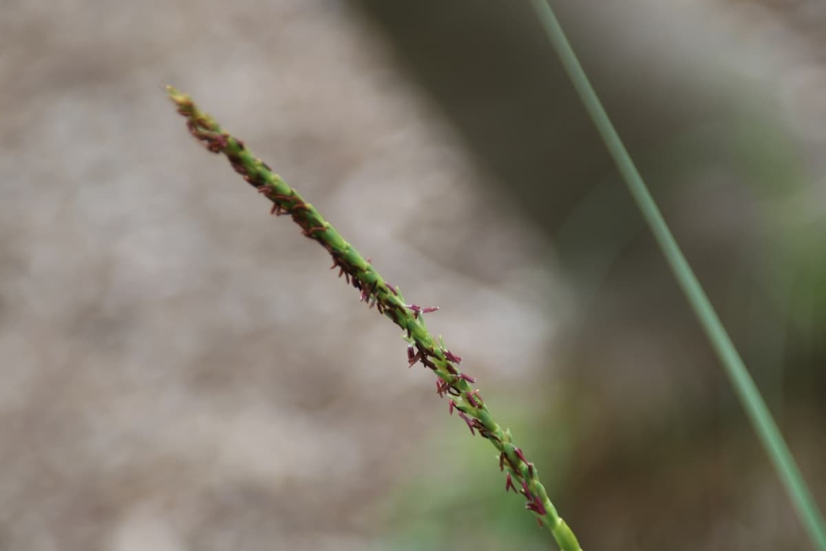 Botanical specimen of Coccothrinax Ekmanii.