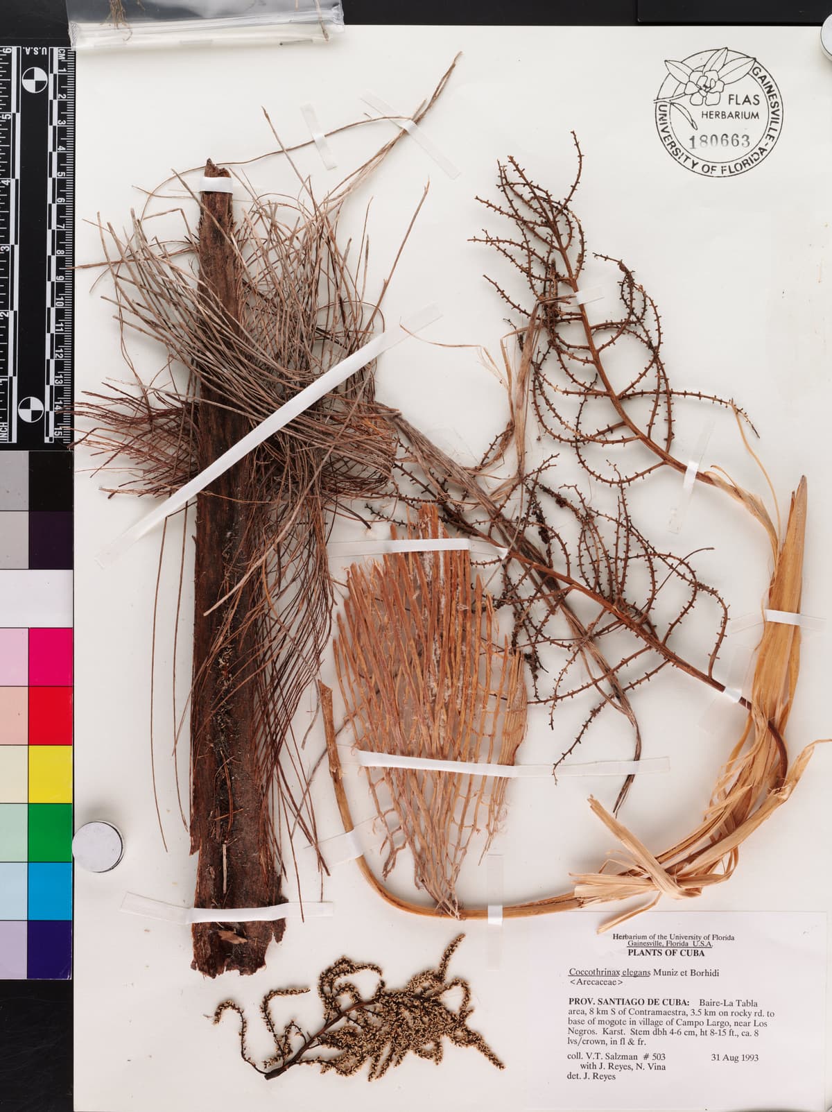 Botanical specimen of Coccothrinax Elegans.