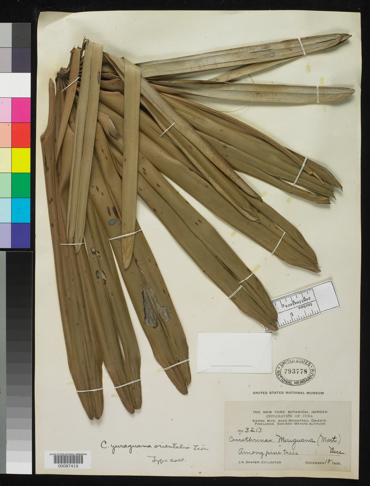 Botanical specimen of Coccothrinax Orientalis.