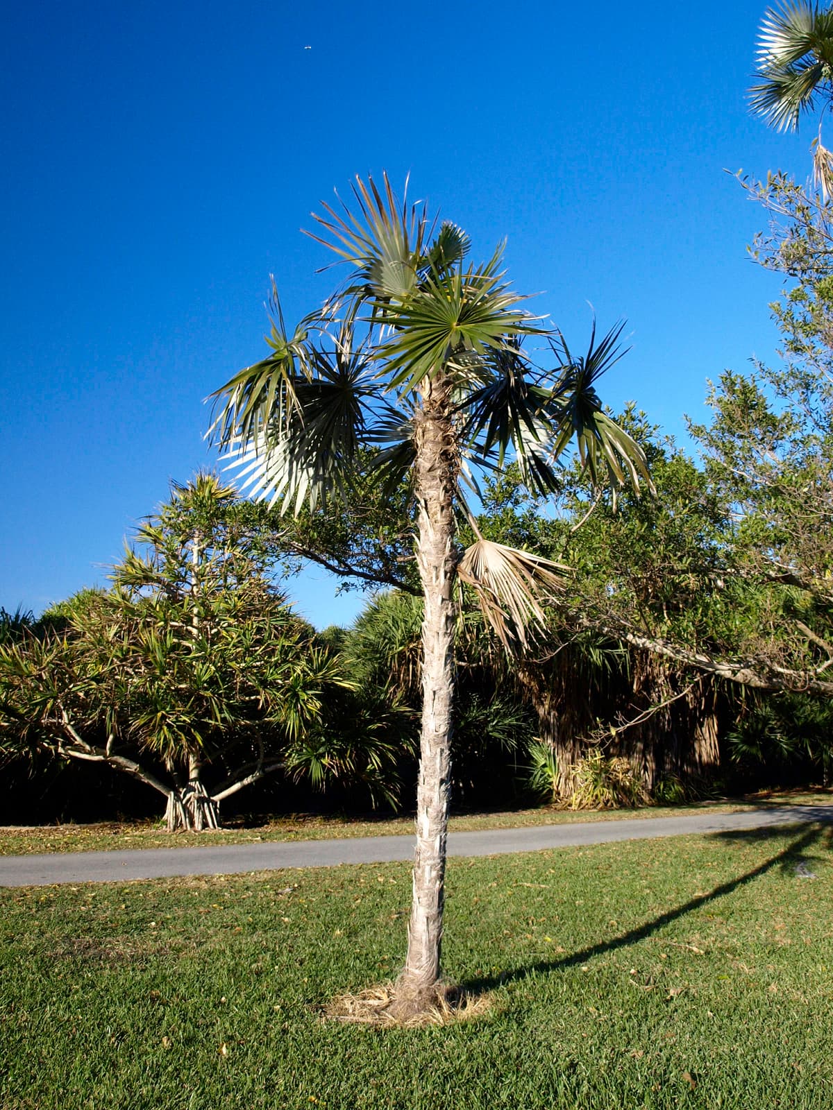 Botanical specimen of Coccothrinax Salvatoris.