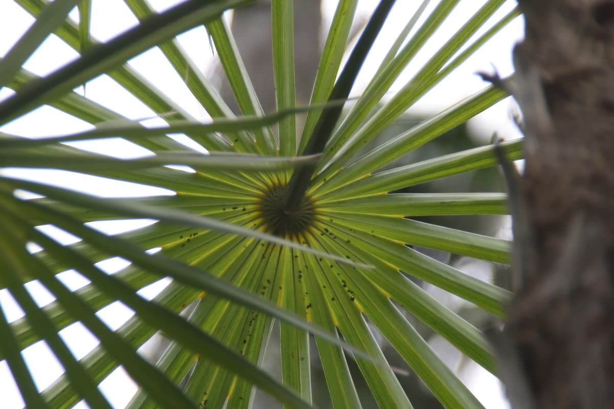 Botanical specimen of Coccothrinax Scoparia.