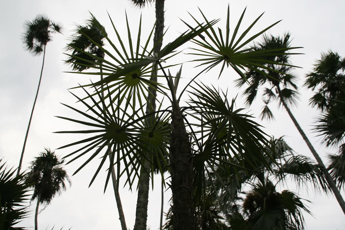 Botanical specimen of Coccothrinax Scoparia.