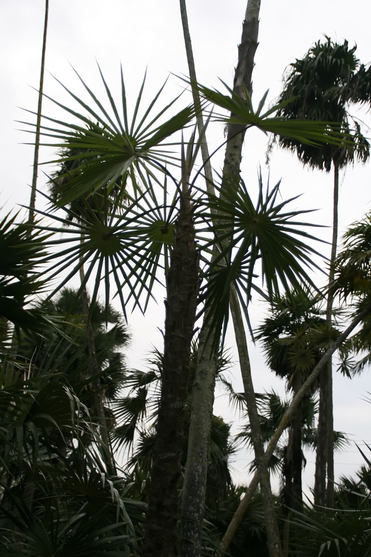 Botanical specimen of Coccothrinax Scoparia.