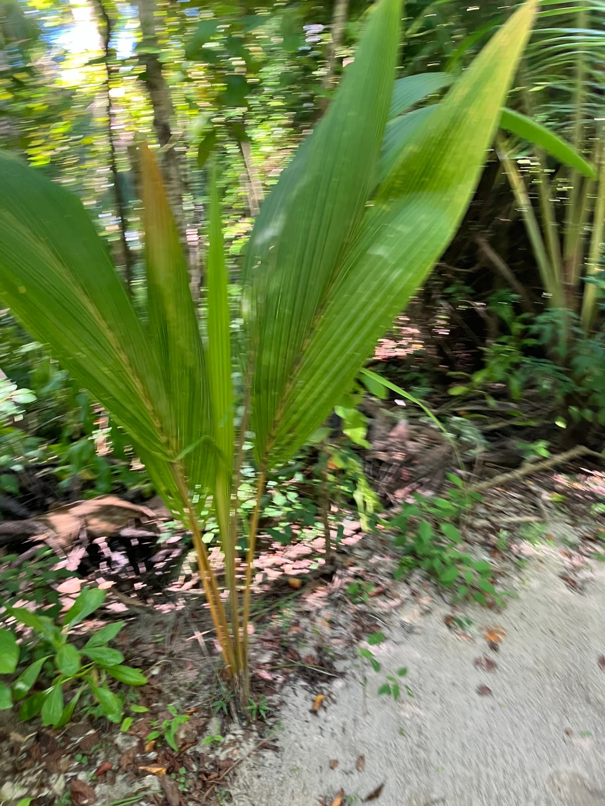 Botanical specimen of Cocos Nucifera 'Maypan'.