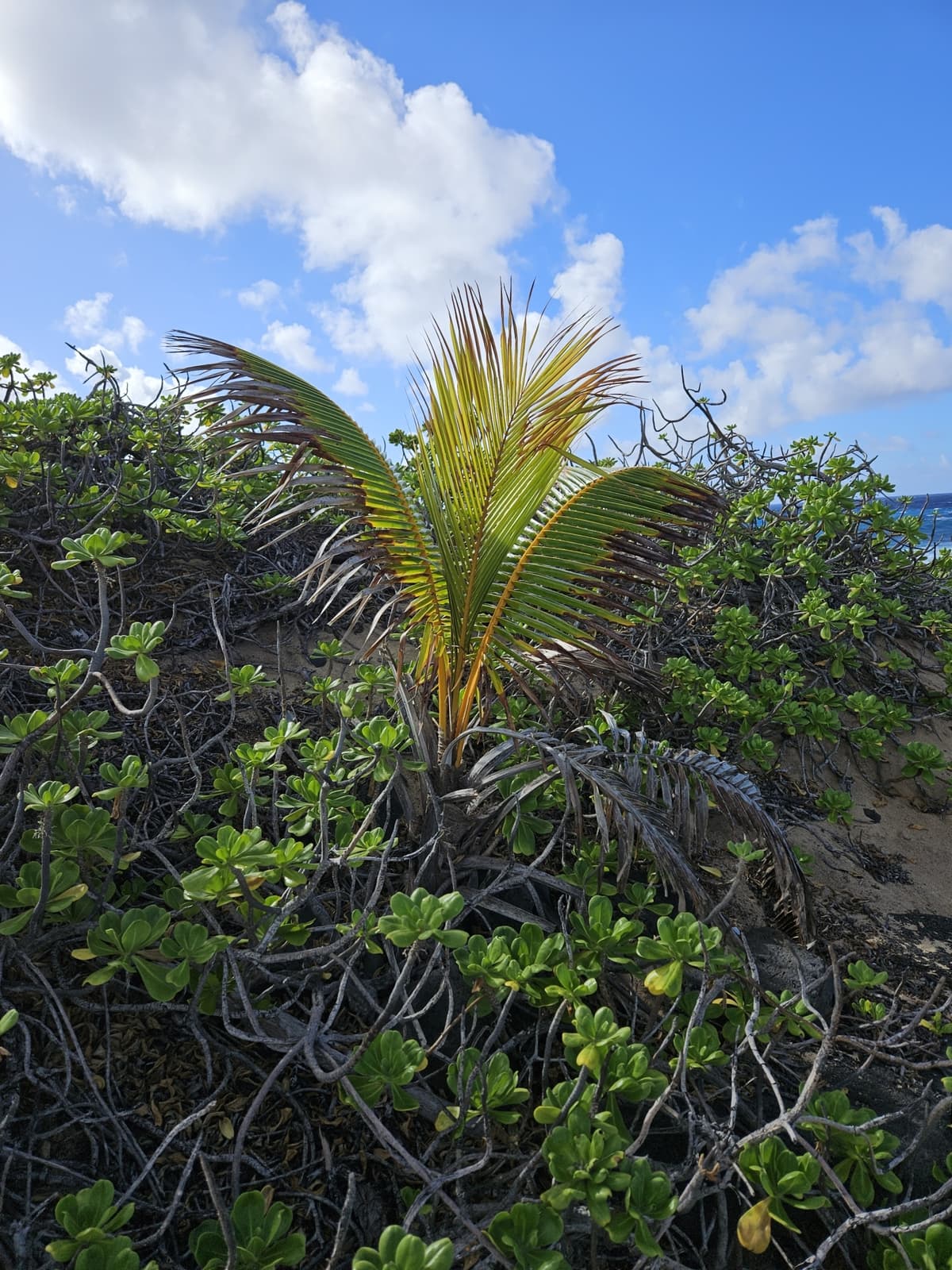 Botanical specimen of Cocos Nucifera 'Maypan'.