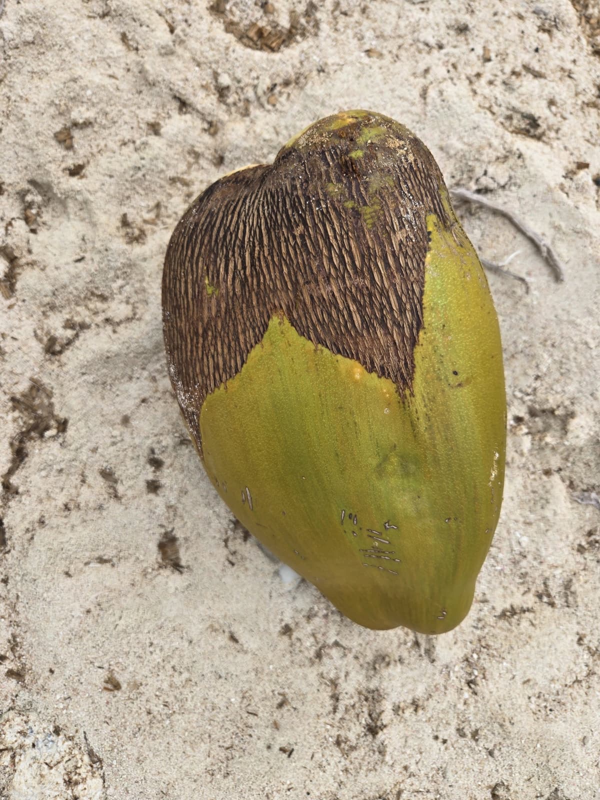 Botanical specimen of Cocos Nucifera 'Maypan'.