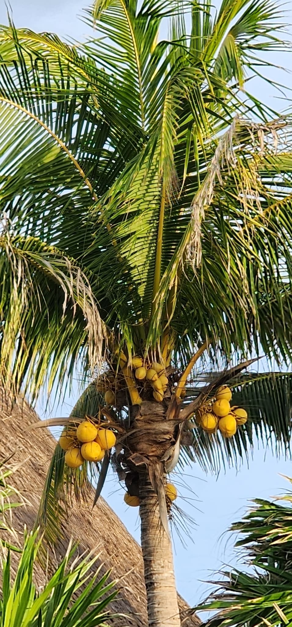 Botanical specimen of Cocos Nucifera 'Maypan'.