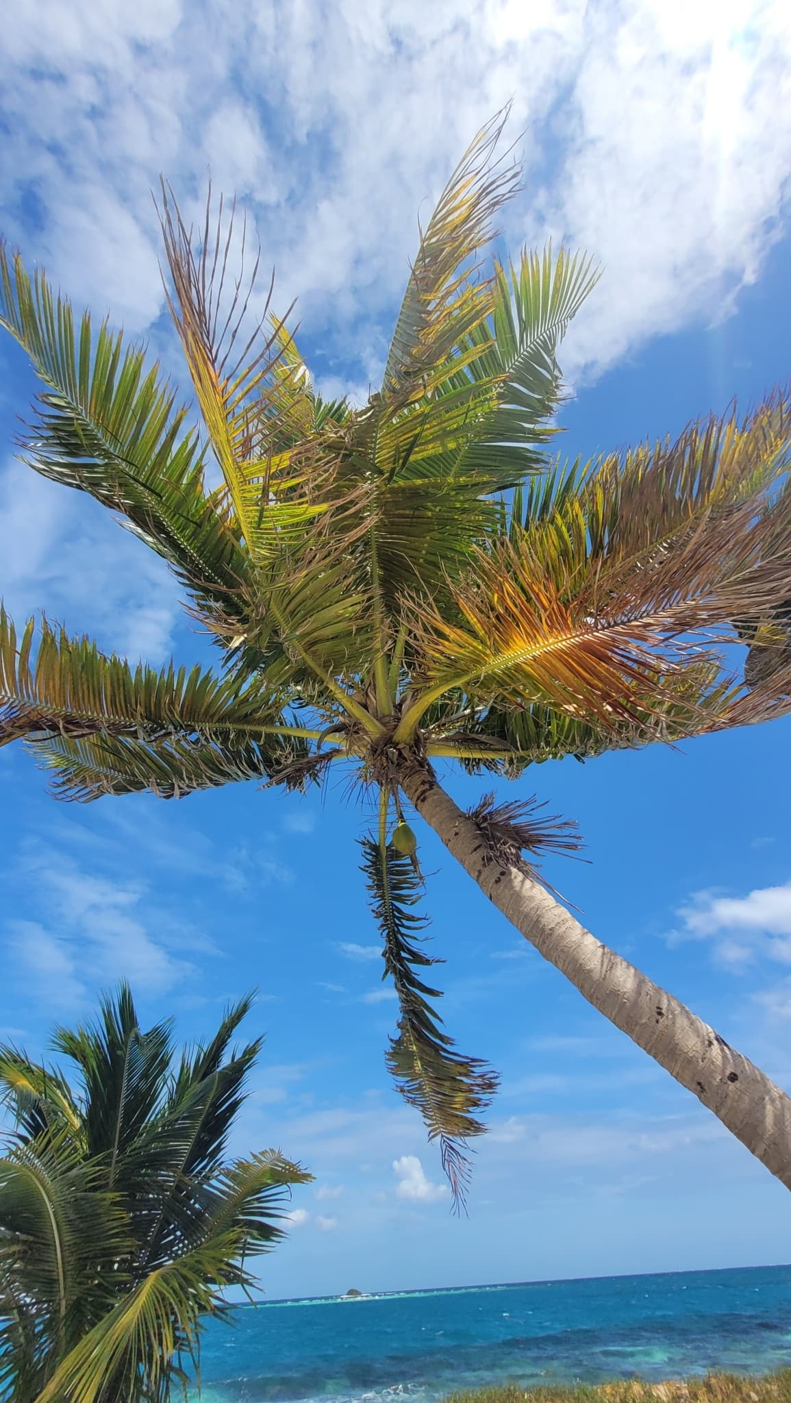Botanical specimen of Cocos Nucifera 'Maypan'.