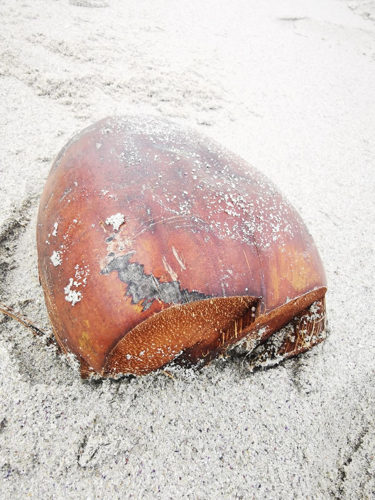 Botanical specimen of Cocos Nucifera 'Maypan'.