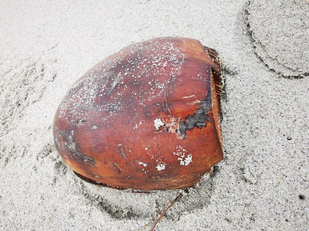 Botanical specimen of Cocos Nucifera 'Maypan'.