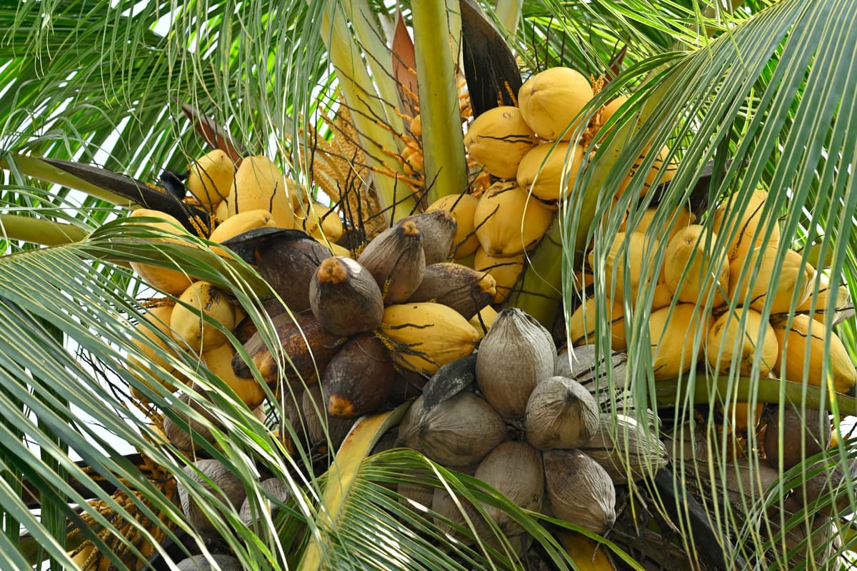Botanical specimen of Cocos Nucifera 'Maypan'.