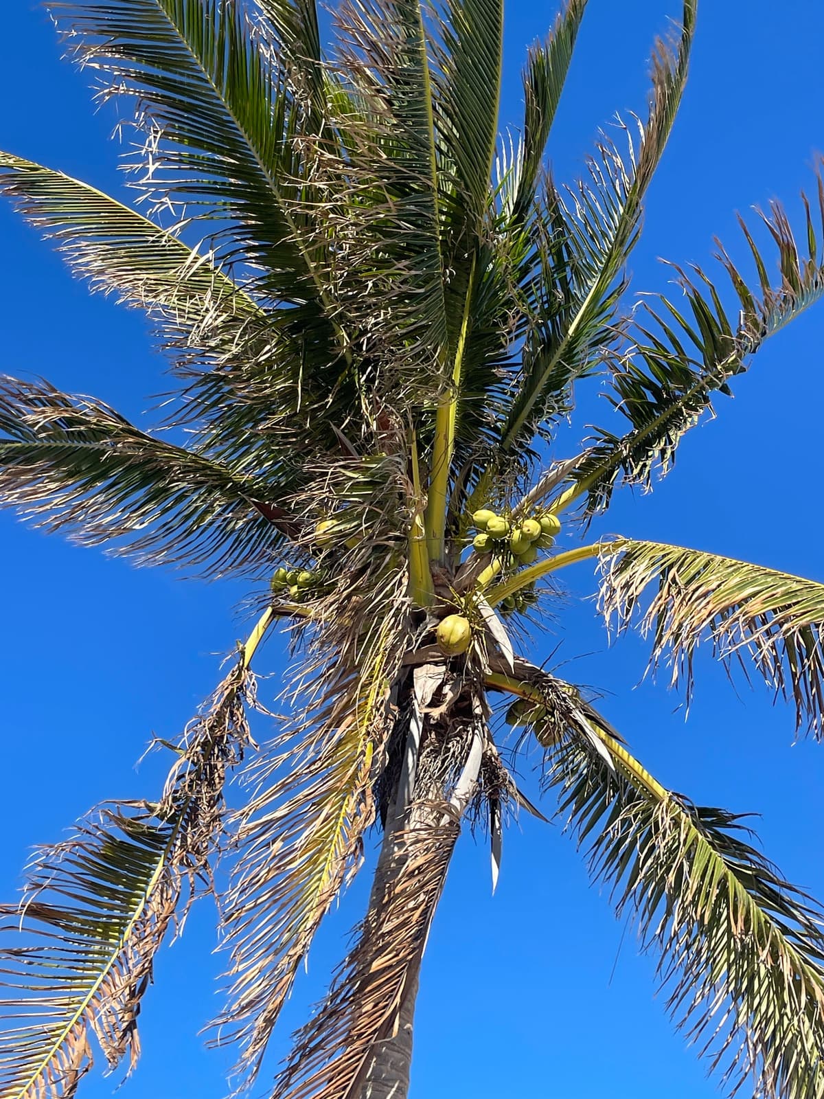 Botanical specimen of Cocos Nucifera 'Maypan'.