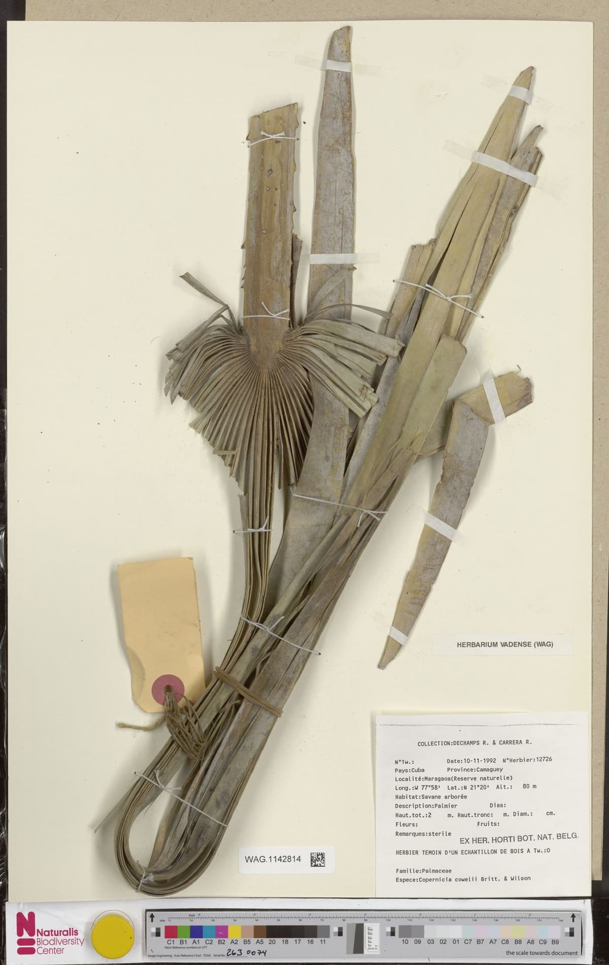 Botanical specimen of Copernicia Cowellii.