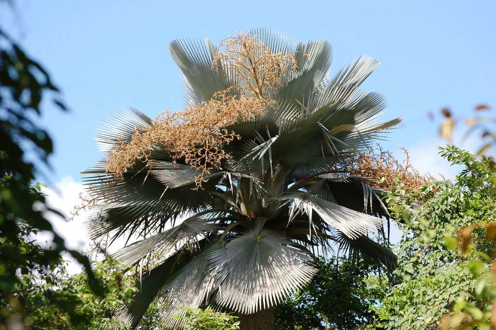 Botanical specimen of Copernicia Fallaensis.