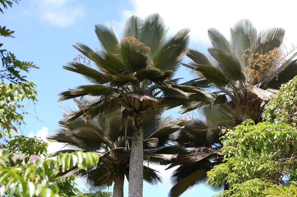 Botanical specimen of Copernicia Fallaensis.