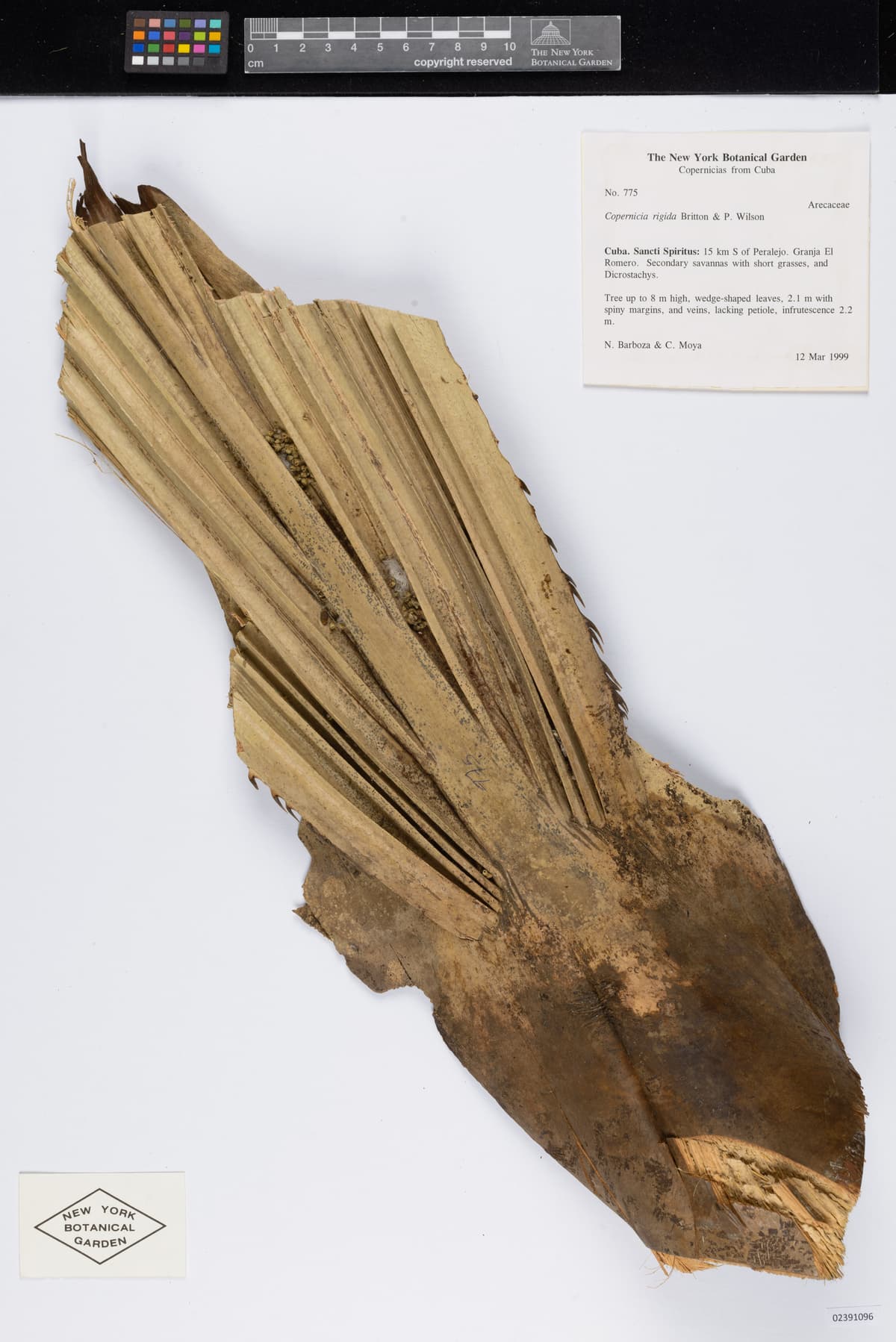 Botanical specimen of Copernicia Rigida.